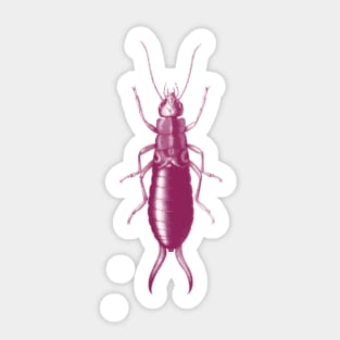 Follow The Earwig Pretty In Pink! Insect Collection Sticker